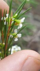 Baeckea linifolia