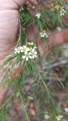 Baeckea linifolia