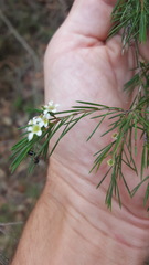 Baeckea linifolia