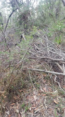 Baeckea linifolia