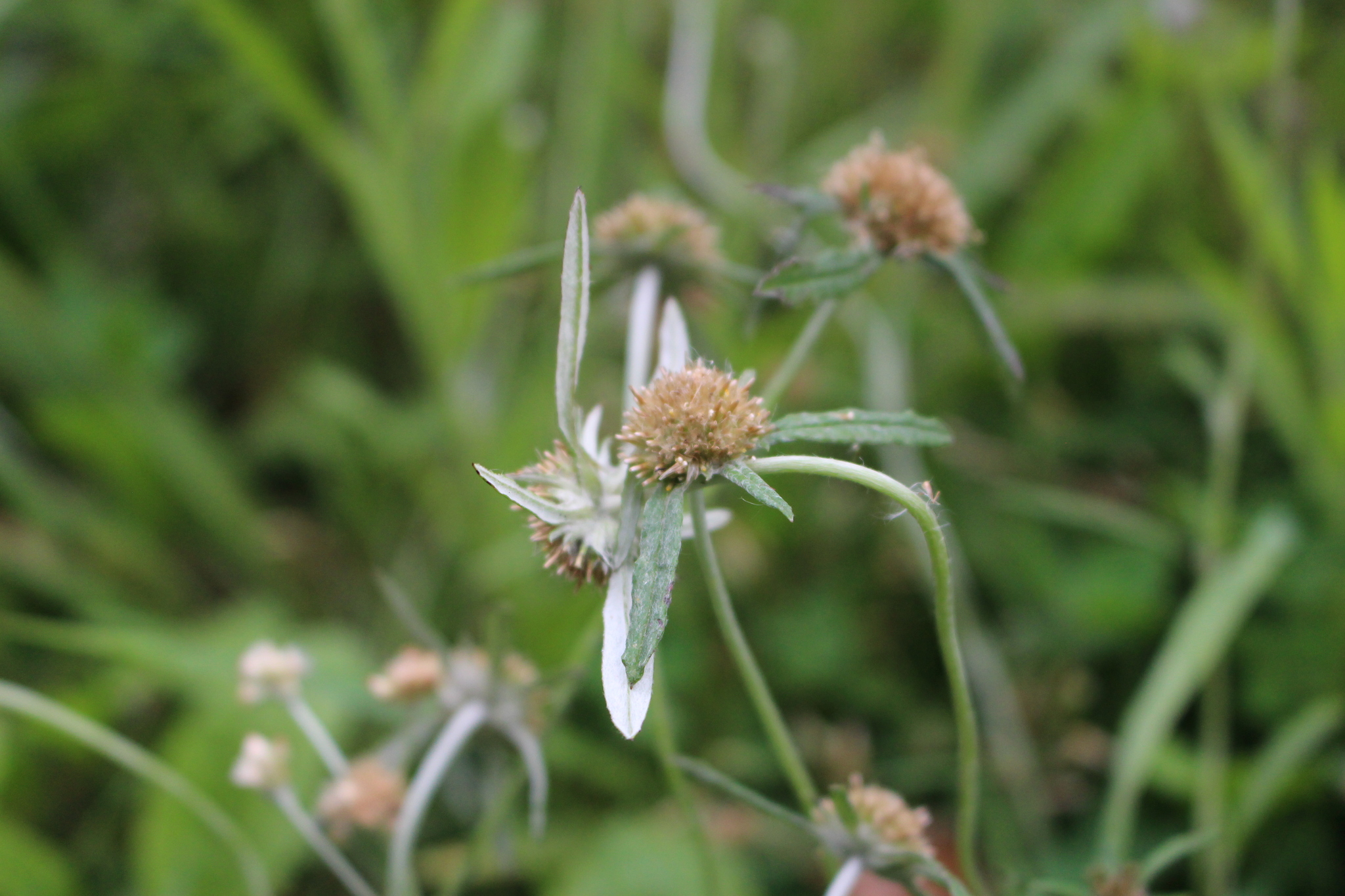 Euchiton sphaericus