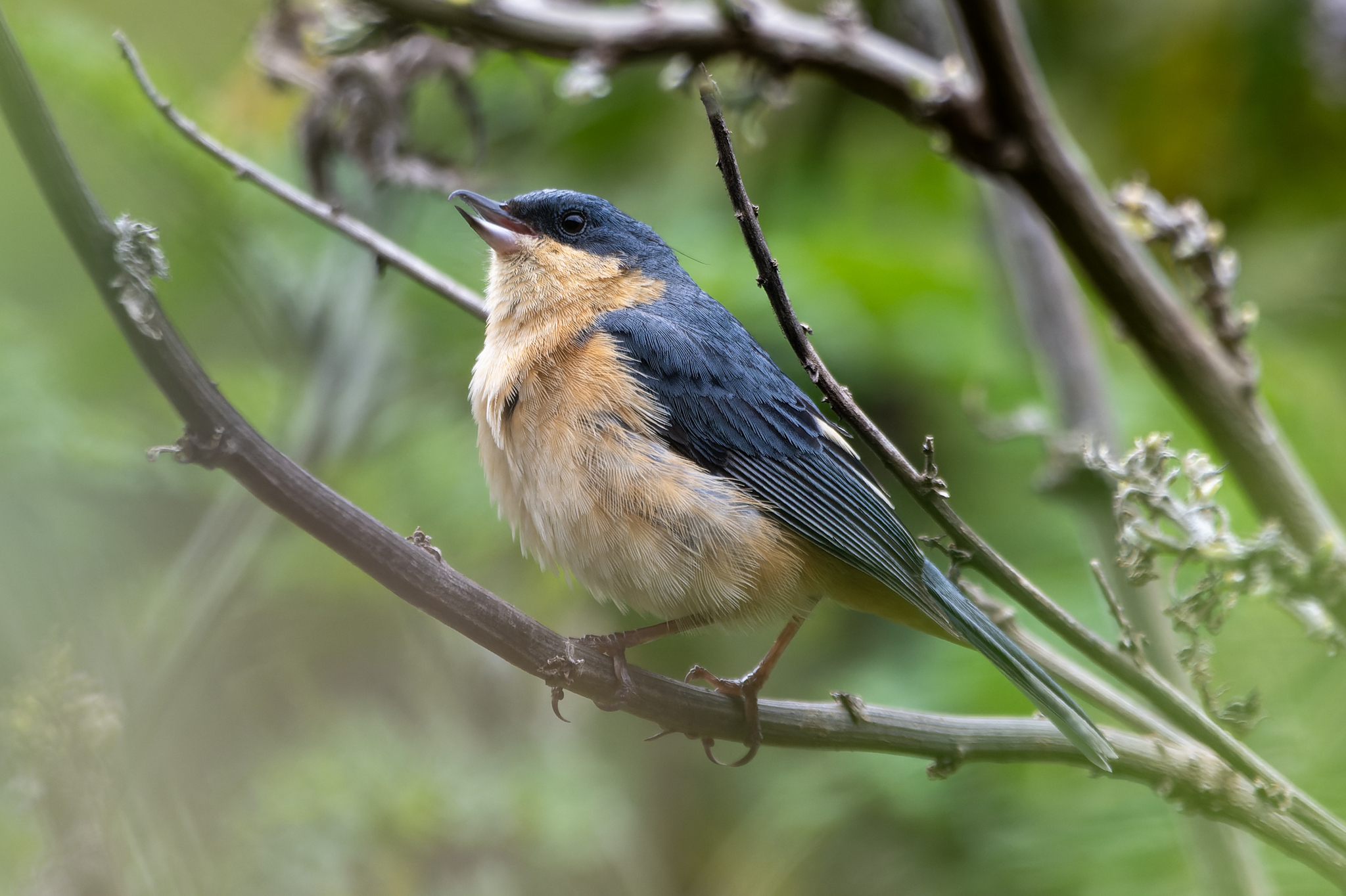 Rusty Flowerpiercer (Diglossa sittoides), photo 2