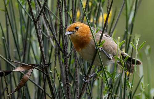Brown-flanked Tanager (Thlypopsis pectoralis), photo 6