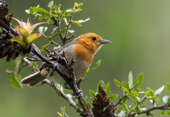 Brown-Flanked Tanager photo 2