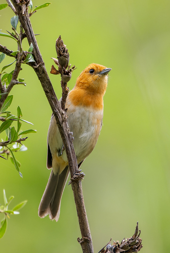 Brown-flanked Tanager (Thlypopsis pectoralis), photo 5