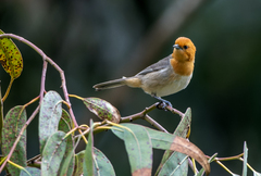 Brown-Flanked Tanager photo 1