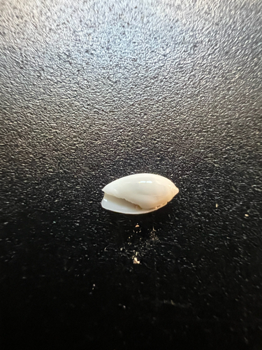 Olivella watermani observed 2026-03-09