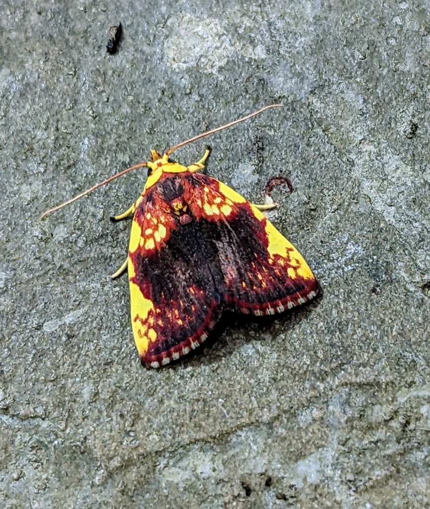 Siglophora malickyi