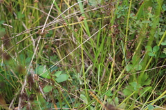 Isolepis distigmatosa