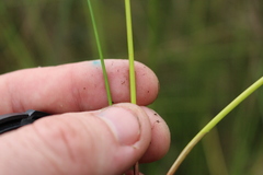 Isolepis distigmatosa