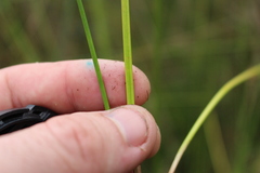 Isolepis distigmatosa