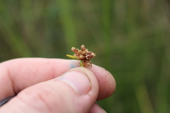 Isolepis distigmatosa