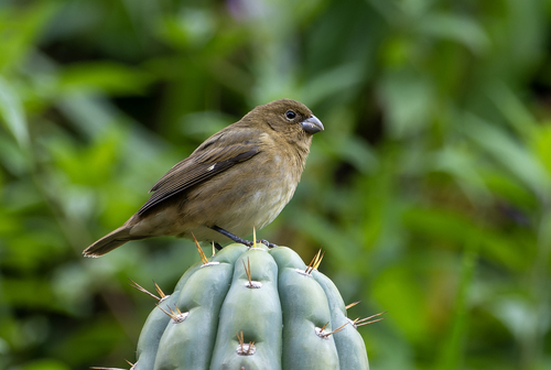 Black-and-white Seedeater (Sporophila luctuosa), photo 3