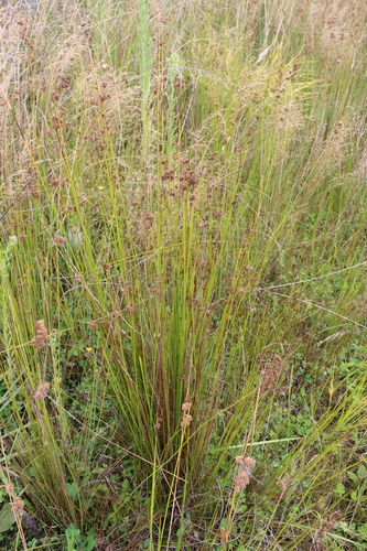 Juncus edgariae (Juncus edgariae)