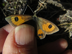 Argyrophenga janitae