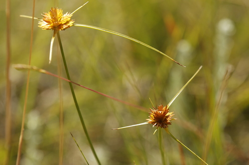 Cyperus sphaerocephalus, photograph 3