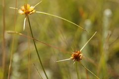 author not stated, no rights reserved Cyperus sphaerocephalus, photograph author not stated, no rights reserved