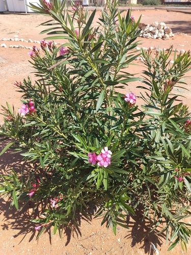 oleander