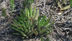 Haworthiopsis fasciata