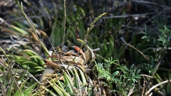 Haworthiopsis fasciata