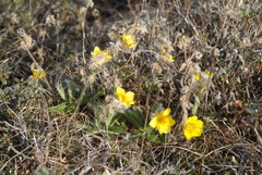 Geum glaciale