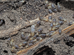 Termitinae