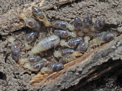 Termitinae