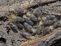Termitinae