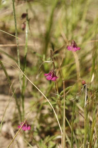 Pink Dollsrose (Hermannia coccocarpa)