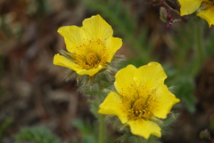Geum glaciale
