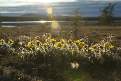Geum glaciale