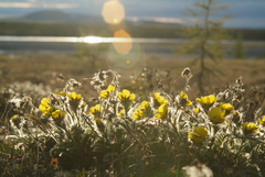 Geum glaciale