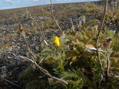 Geum glaciale
