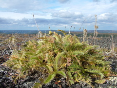 Geum glaciale