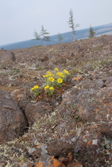 Geum glaciale