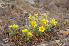 Geum glaciale