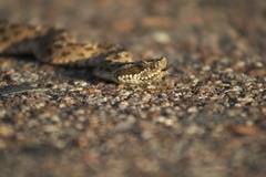 Bothrops ammodytoides