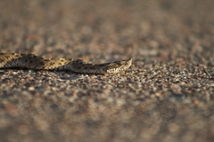 Bothrops ammodytoides