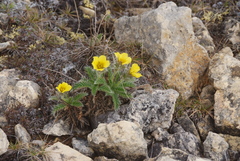 Geum glaciale
