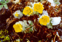 Geum glaciale