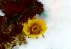 Geum glaciale