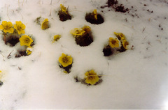 Geum glaciale