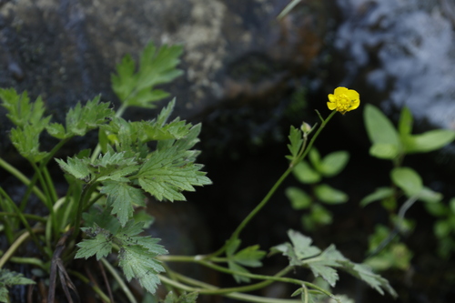 African buttercup (Ranunculus multifidus)