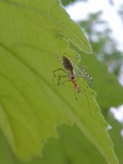 Peucetia flava