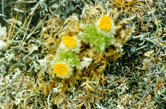 Geum glaciale