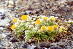 Geum glaciale