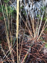 Aristida spiciformis