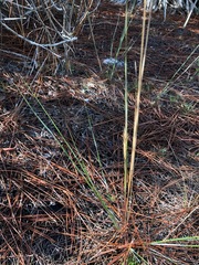 Aristida spiciformis
