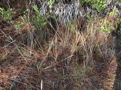 Aristida spiciformis