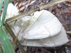 Euhampsonia splendida